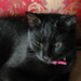 Missy Isis 
